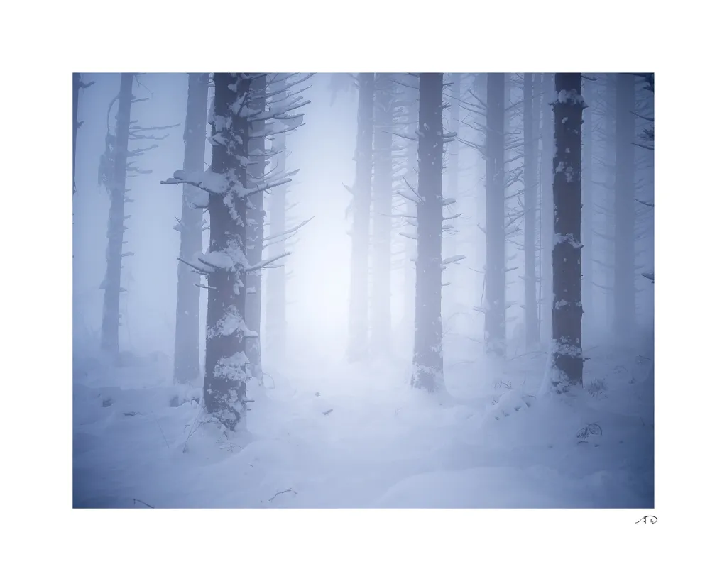 Lumières Hivernales-7.webp