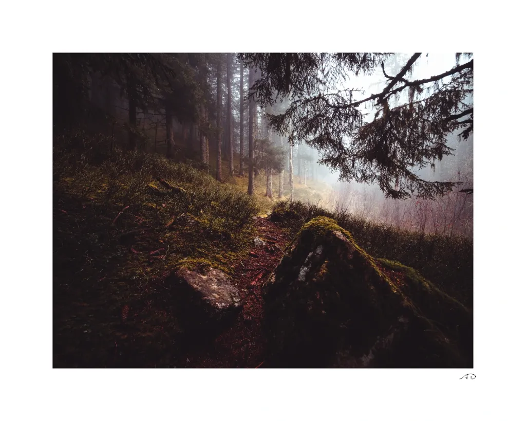 Sur le chemin des Arbres-14.webp