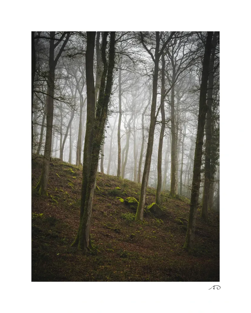 Sur le chemin des Arbres-7.webp