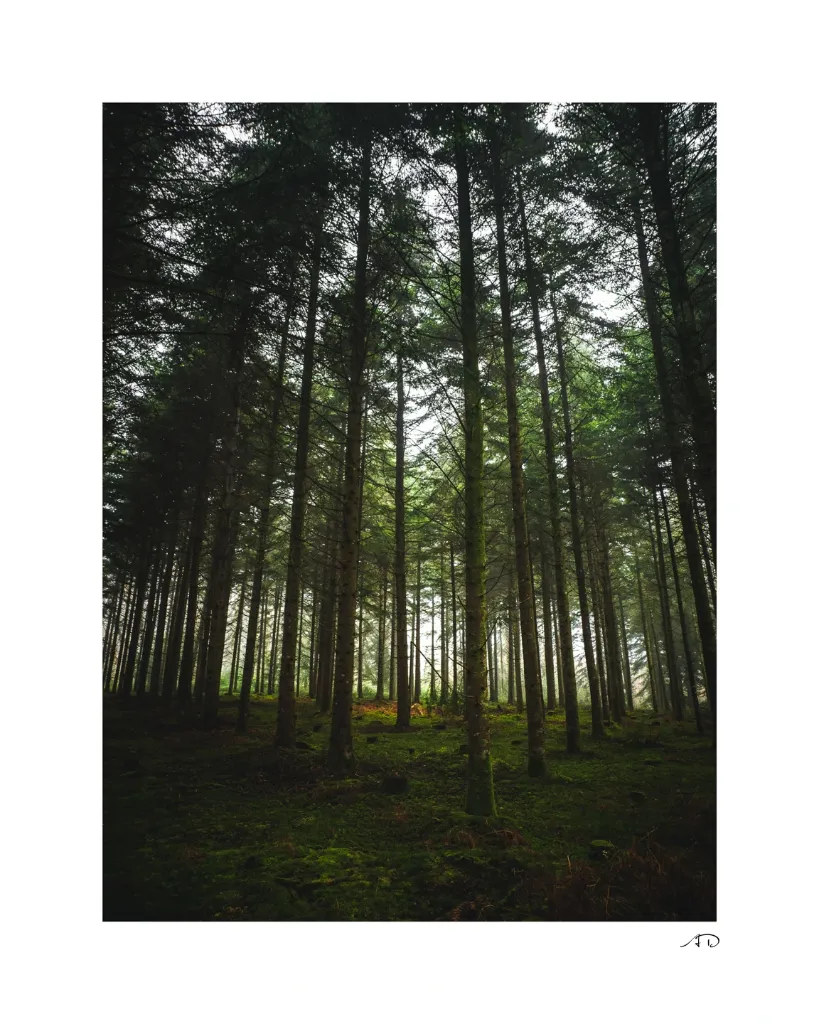 Sur le chemin des Arbres-8.webp