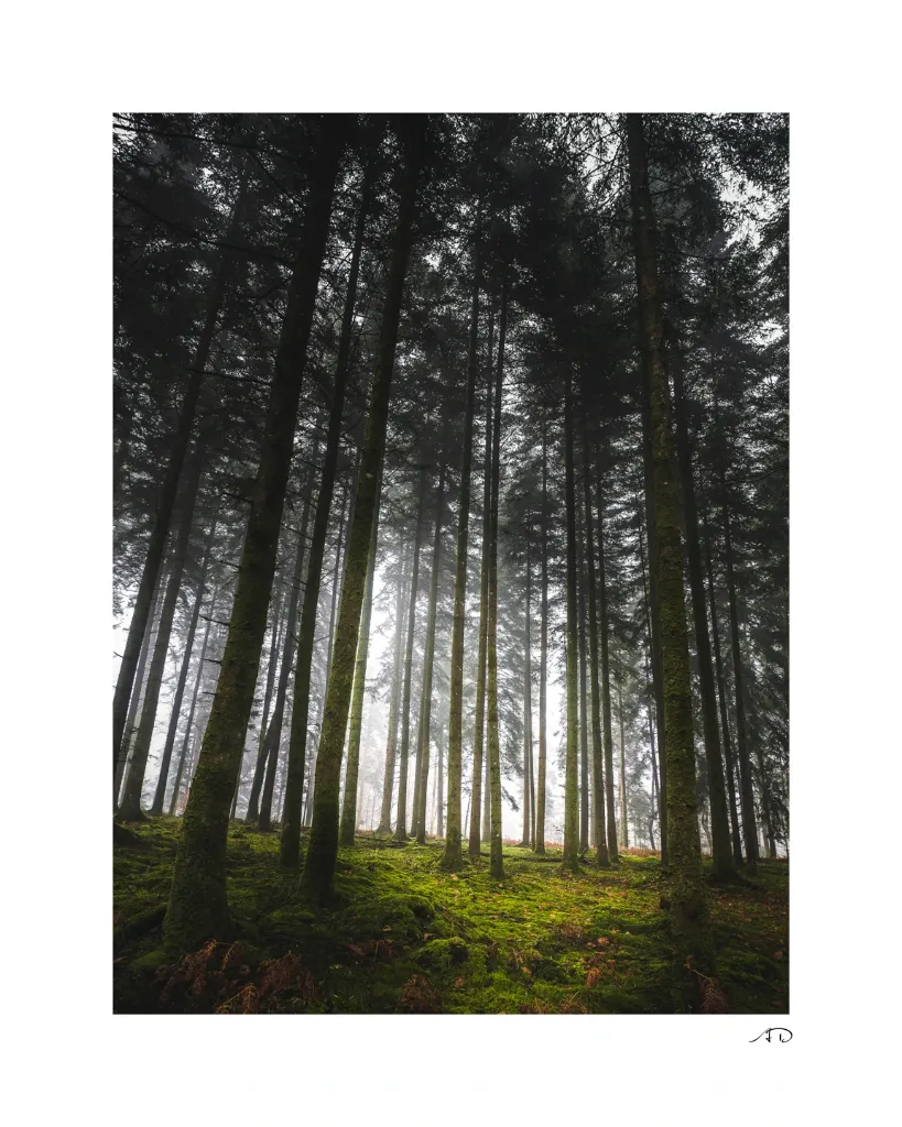 Sur le chemin des Arbres-9.webp