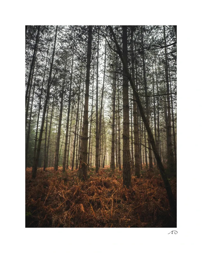 Sur le chemin des Arbres-10.webp