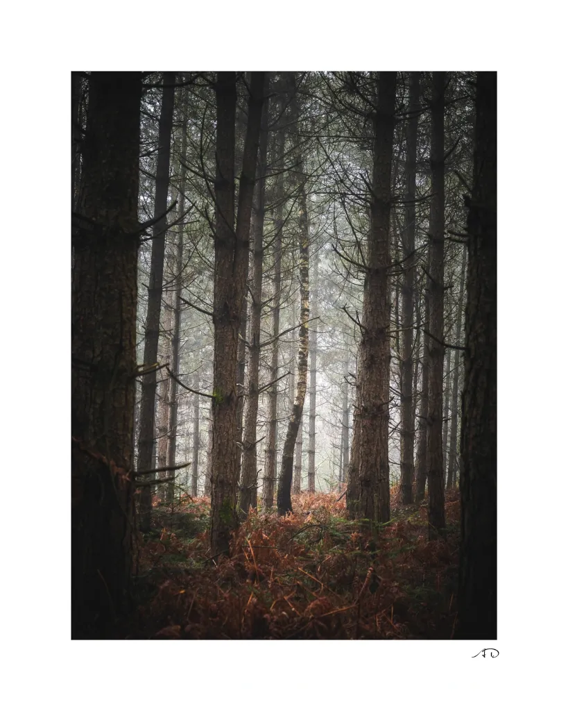 Sur le chemin des Arbres-11.webp