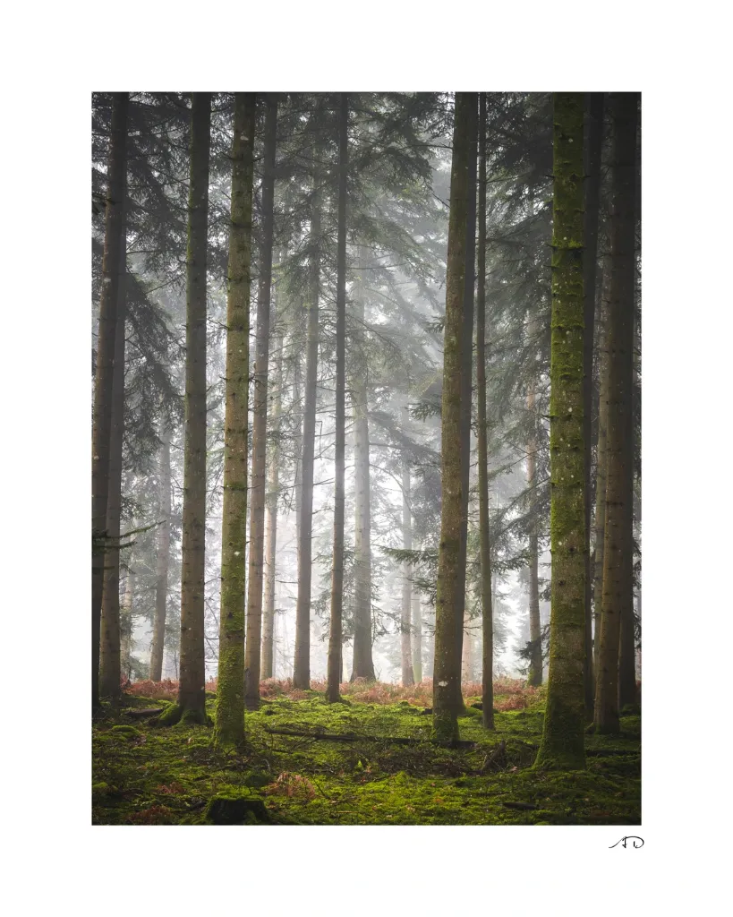 Sur le chemin des Arbres-12.webp