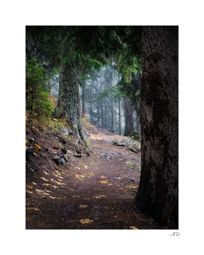 Sur le chemin des Arbres-13.webp