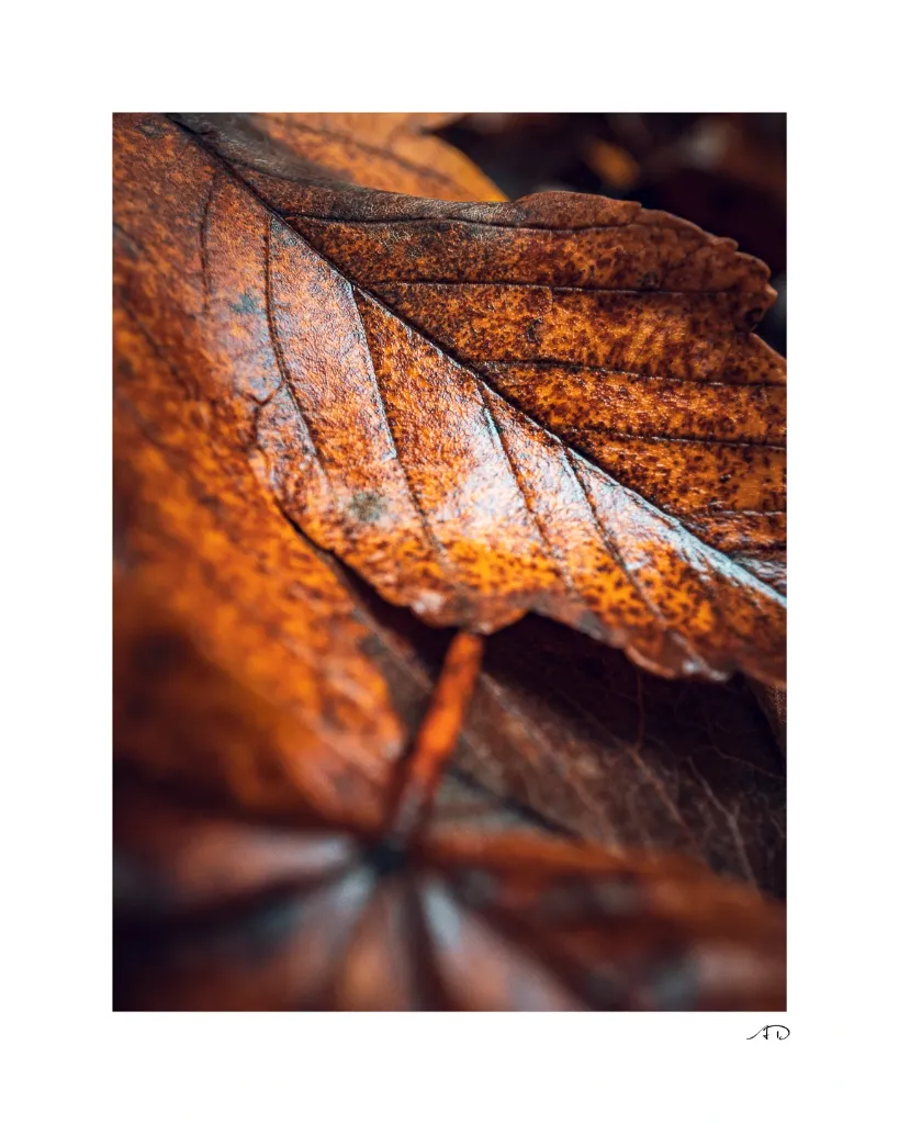 Images_PRODUIT-03.webp