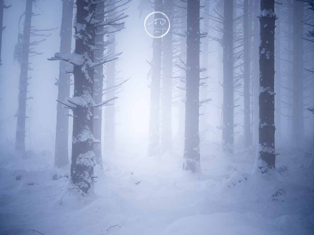 Lumières Hivernales #01