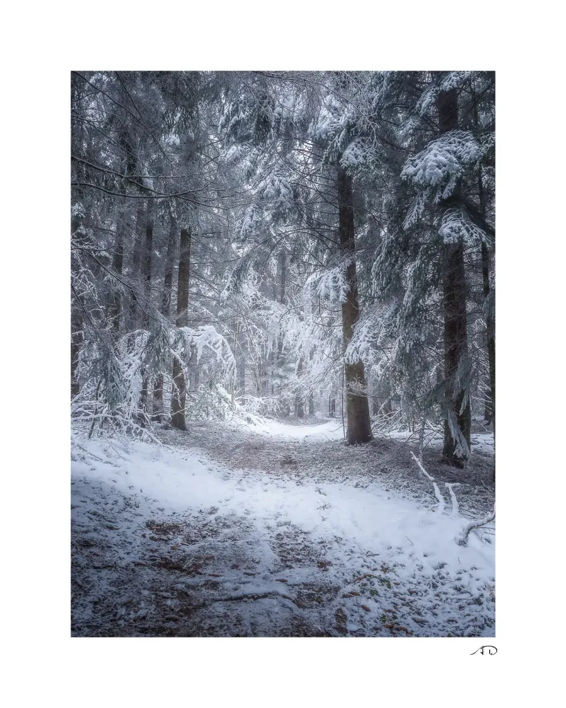 Lumières Hivernales #03