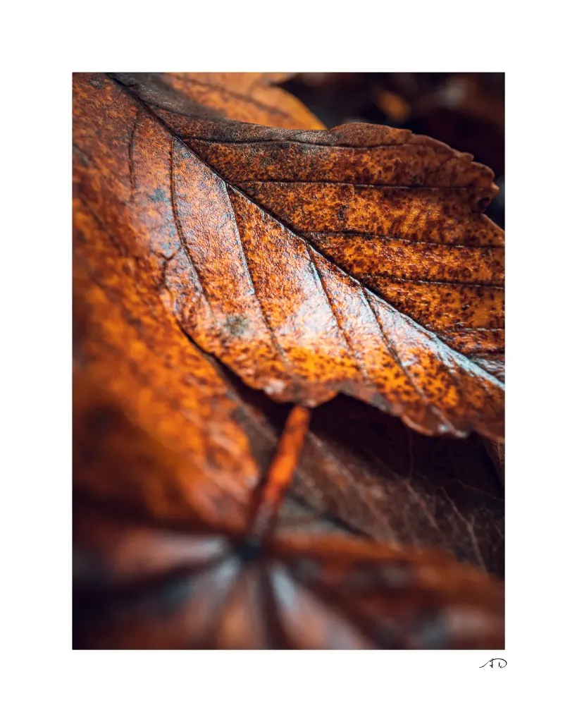 Lumières Automnales #04