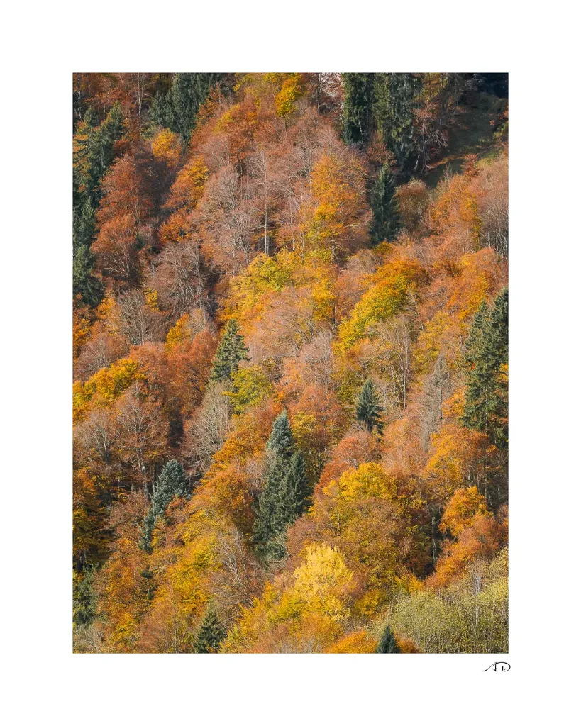 Lumières Automnales #07