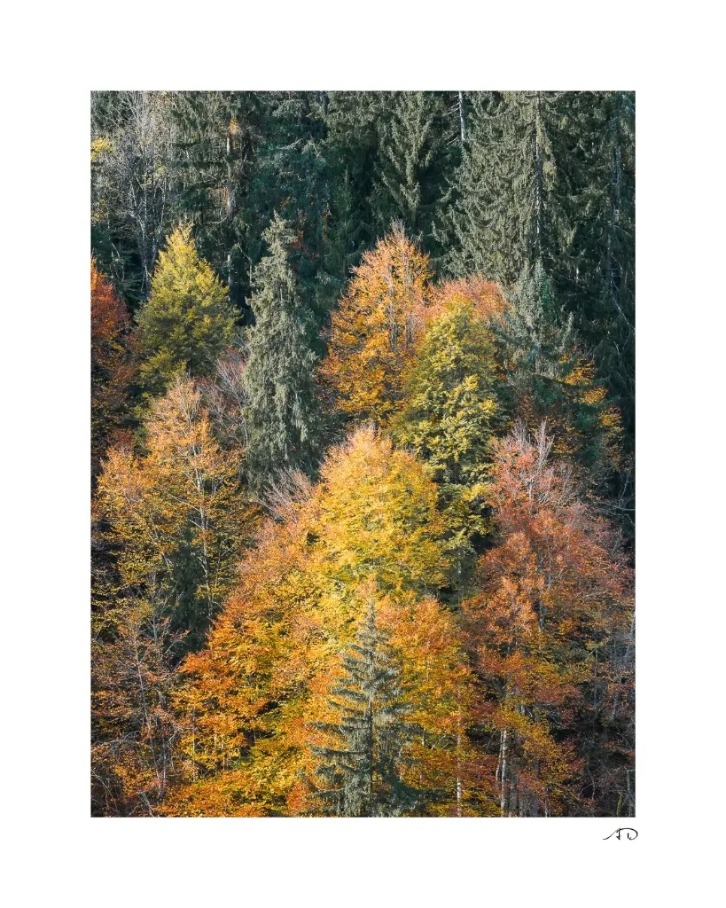 Lumières Automnales #08