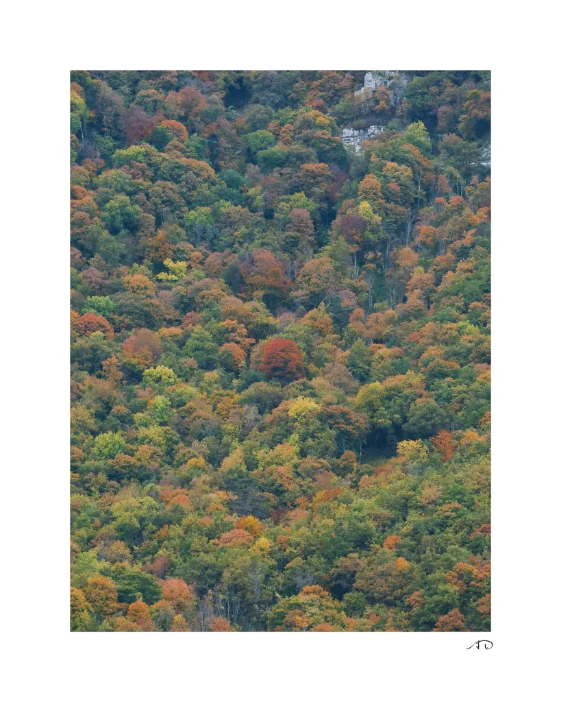 Lumières Automnales #12