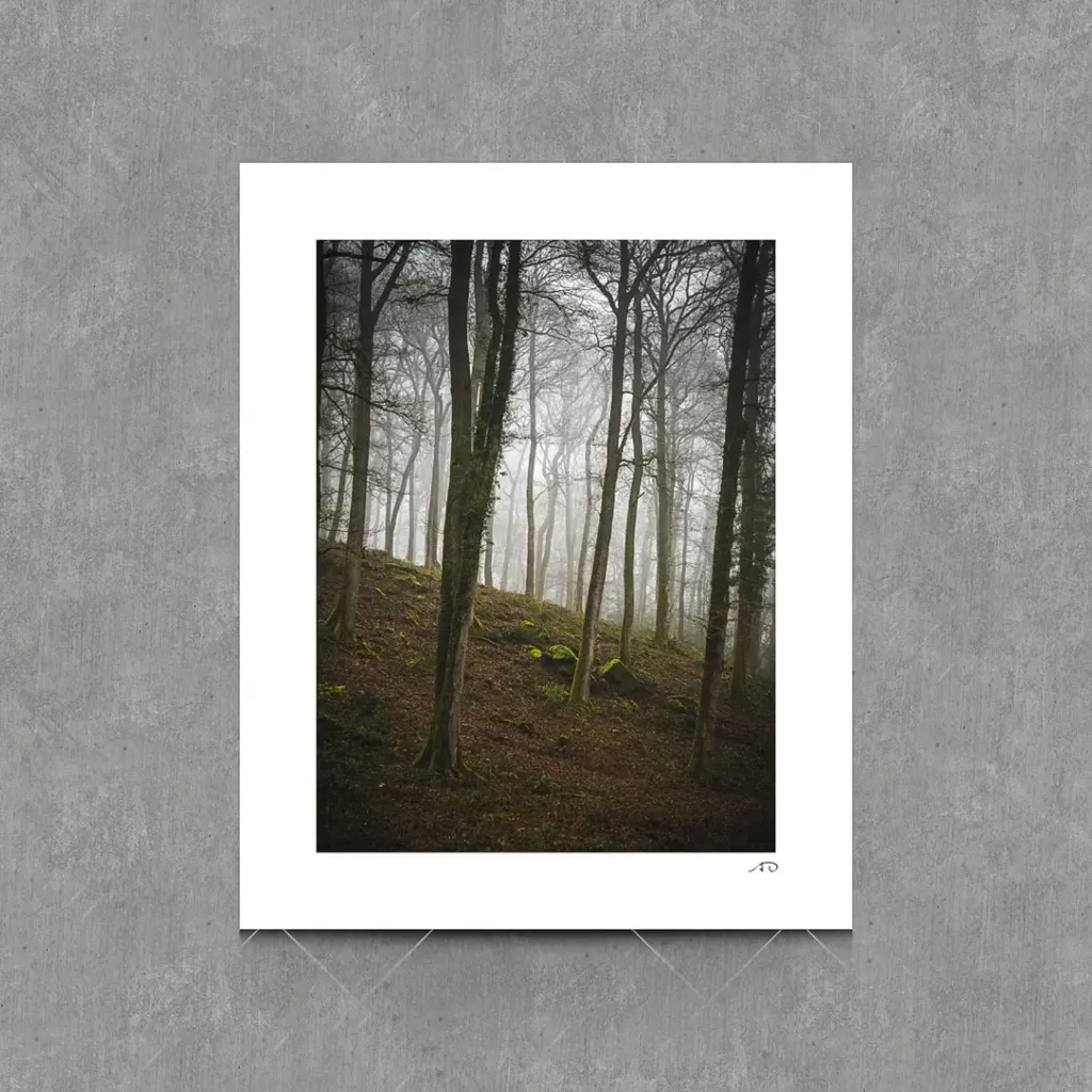 Sur le chemin des Arbres #07