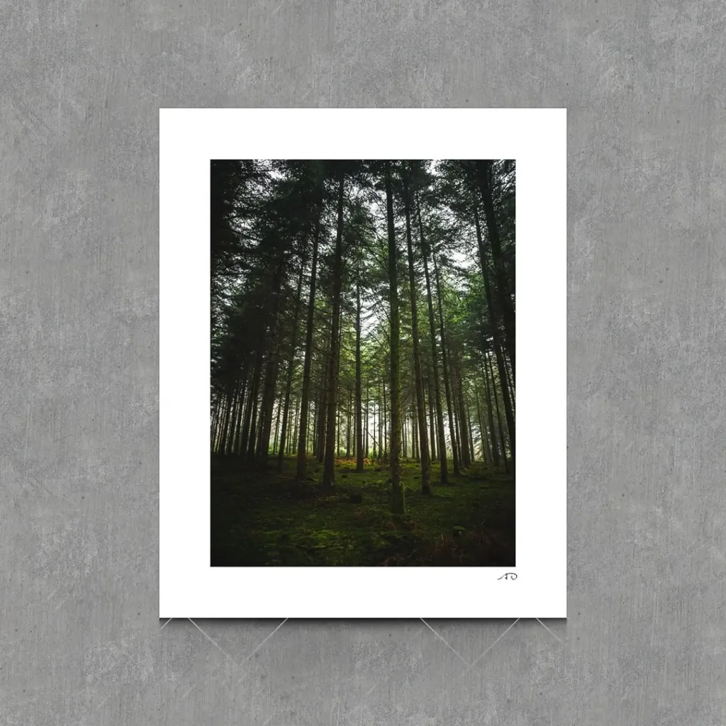 Sur le chemin des Arbres #08