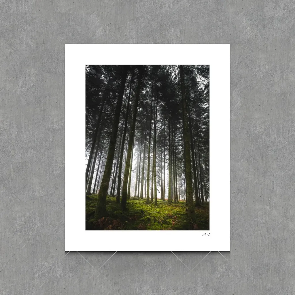 Sur le chemin des Arbres #09