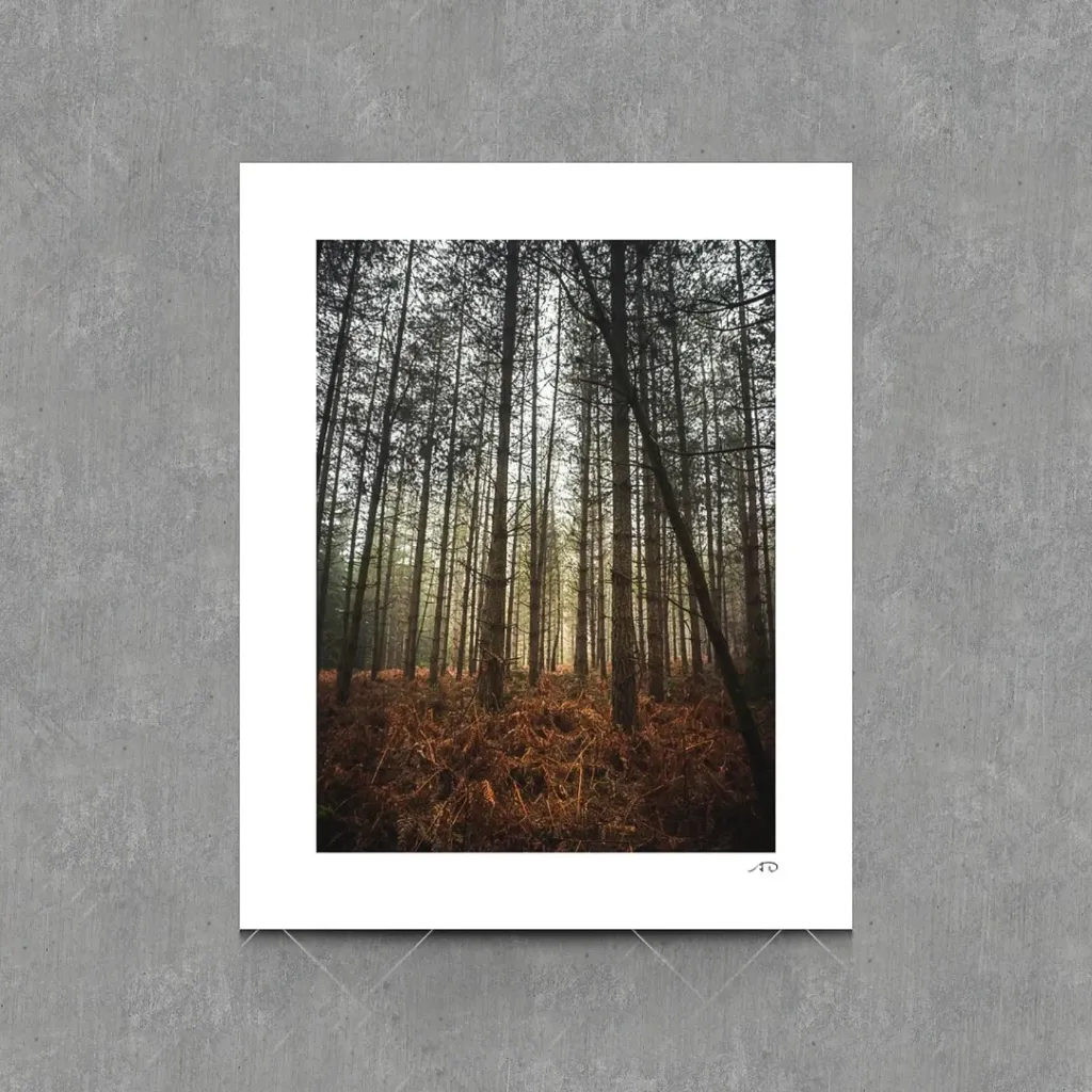 Sur le chemin des Arbres #10