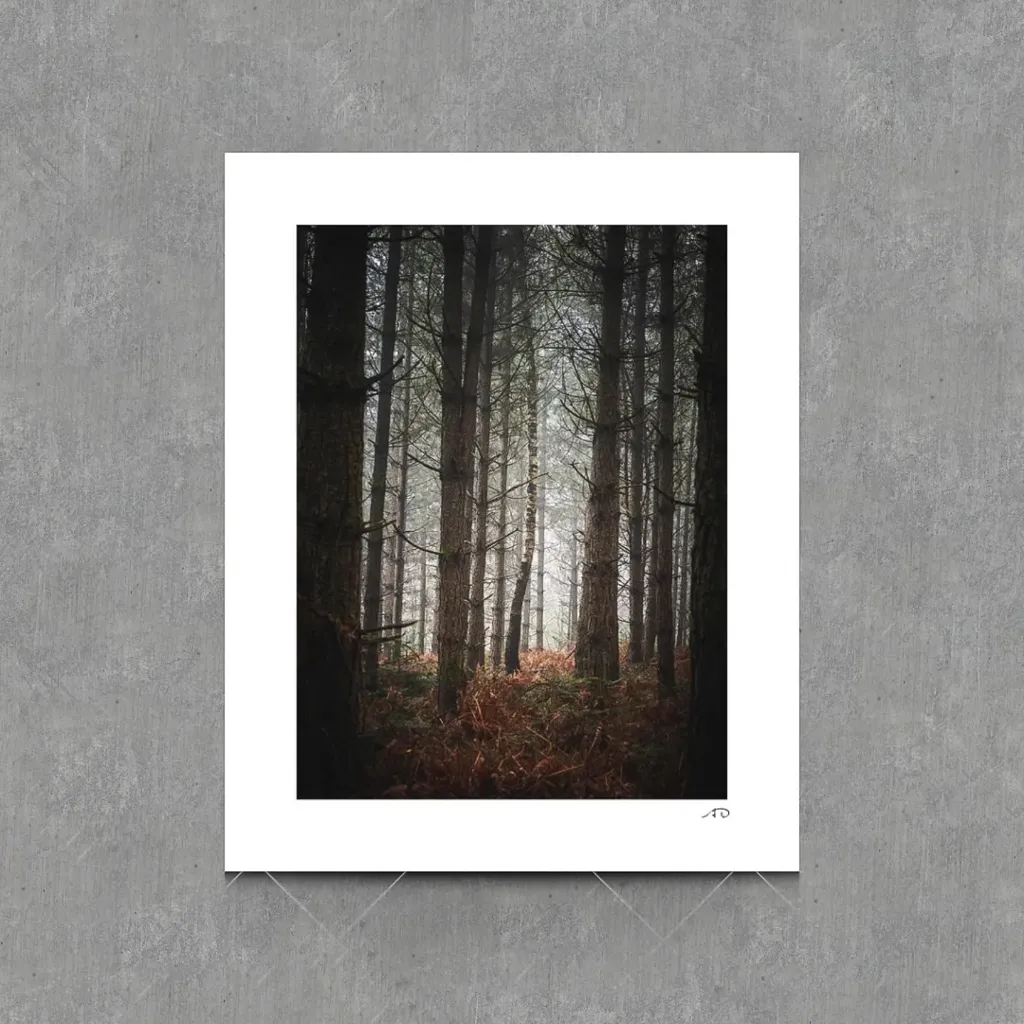Sur le chemin des Arbres #11