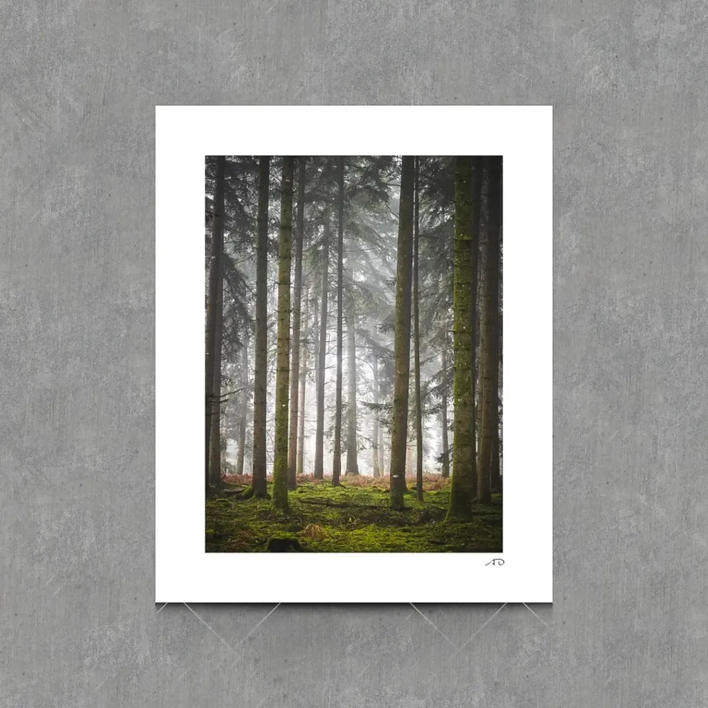 Sur le chemin des Arbres #12