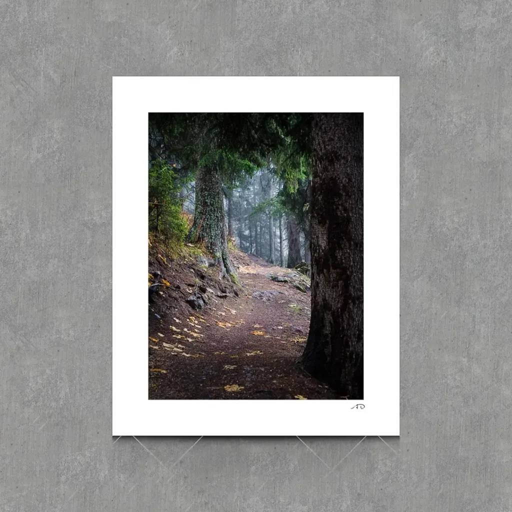 Sur le chemin des Arbres #13