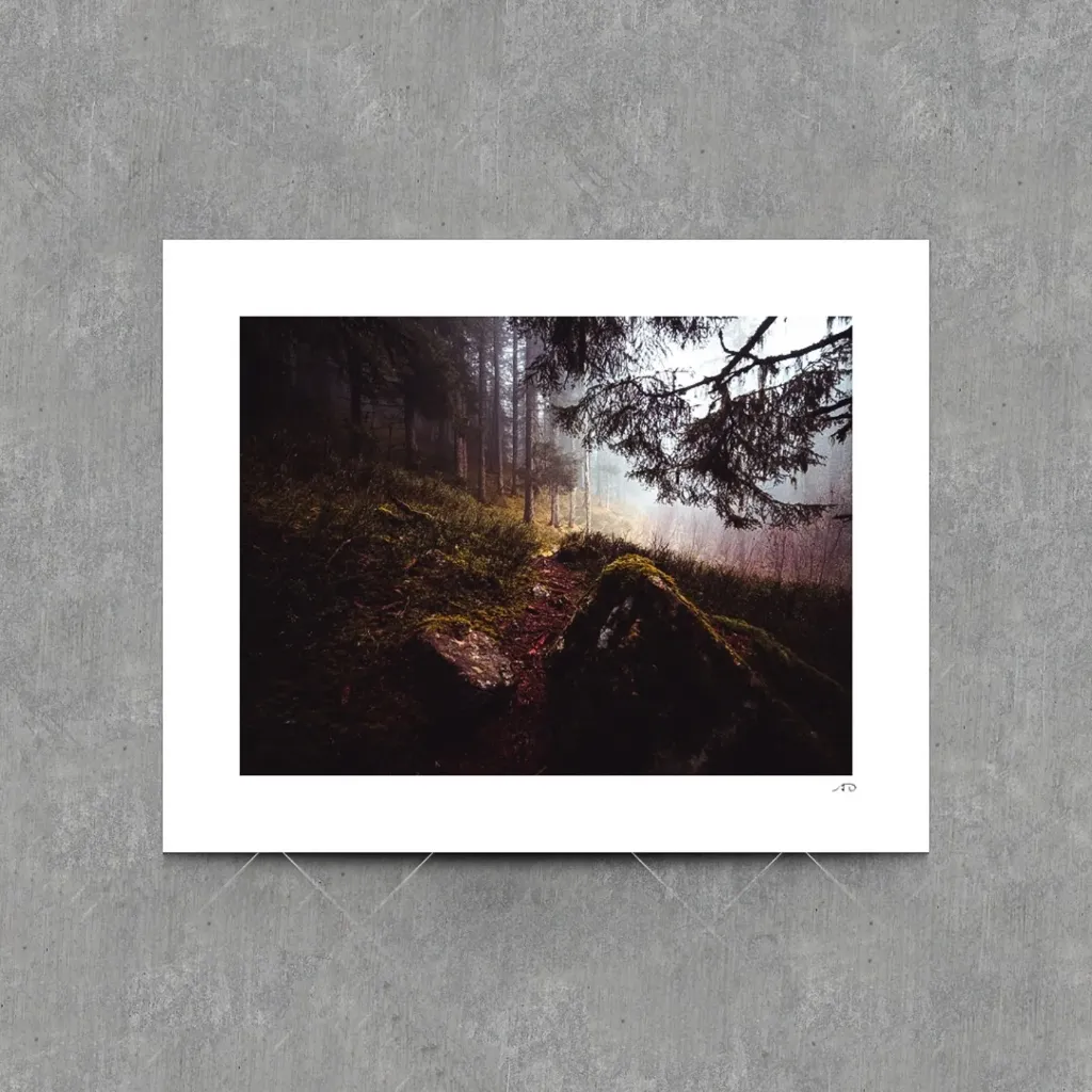 Sur le chemin des Arbres #14